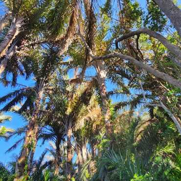 Raphia Palm Forest