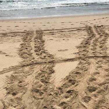 Kosi Turtle Tracks
